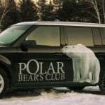 polar bear vinyle vehicule